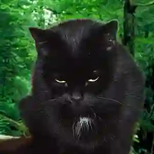 Віддали в Одесі чорного кота на перетримку